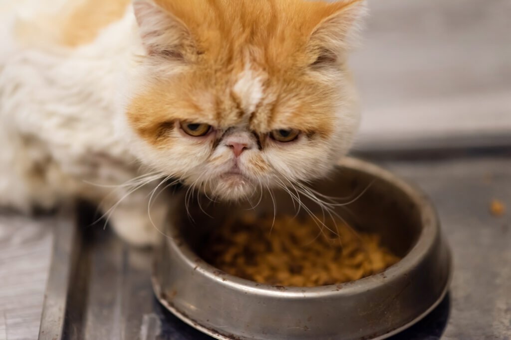 yellow exotic shorthair cat look at camera while eating pet food